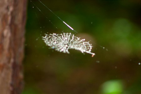 spider-web photo