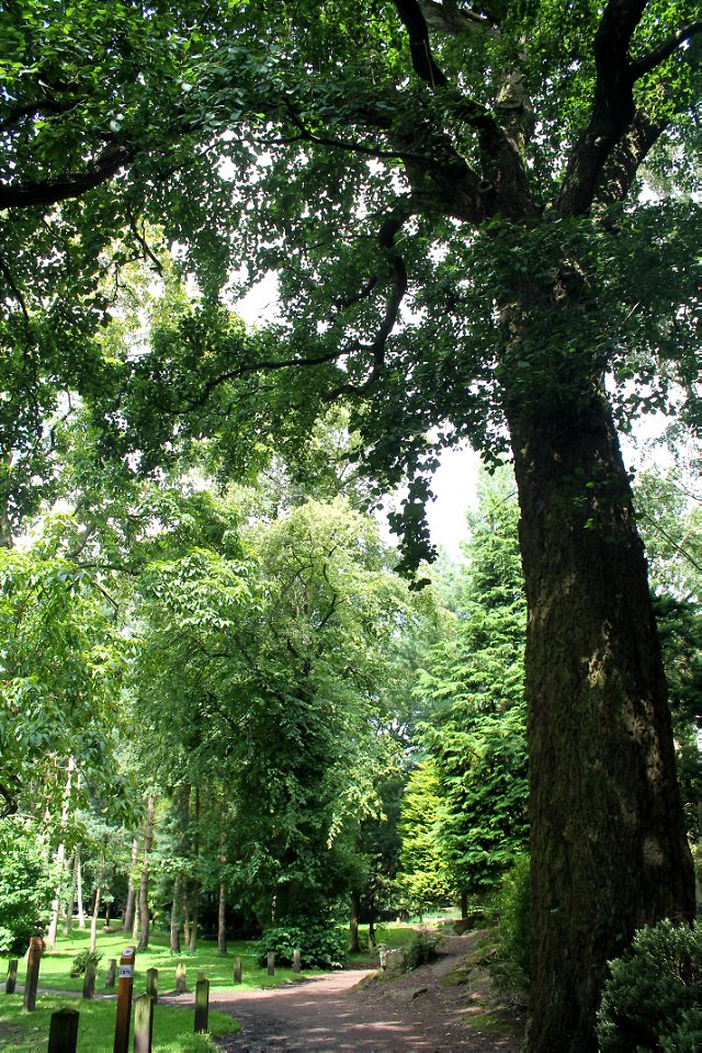 Italian Alder photo