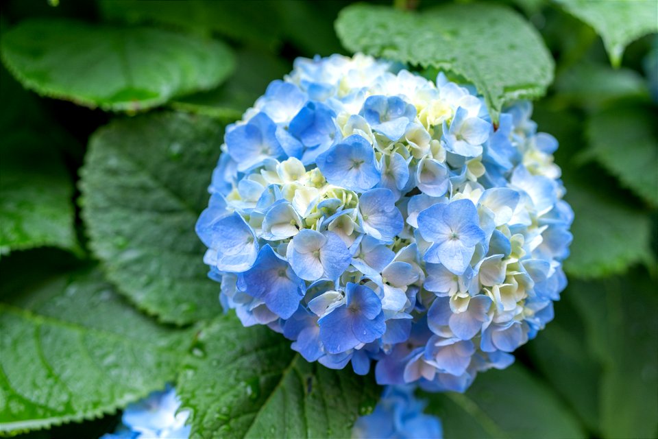 紫陽花2021