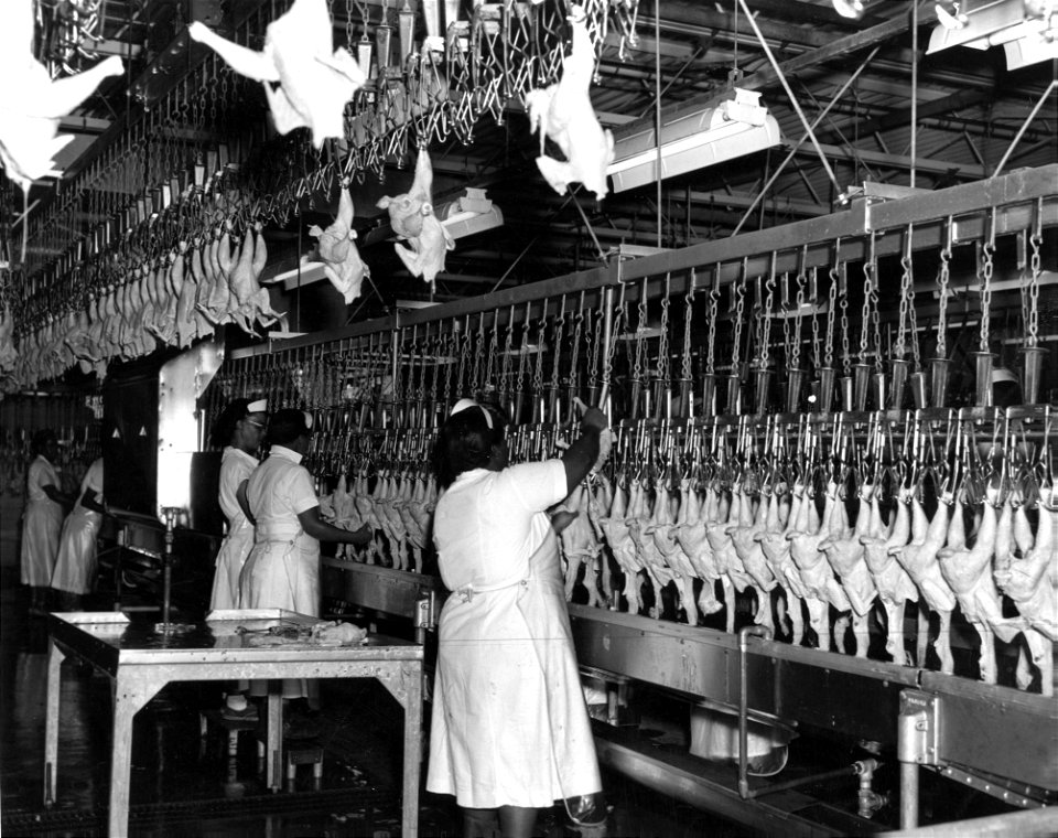Processing chicken, Sussex County, unidentified workers