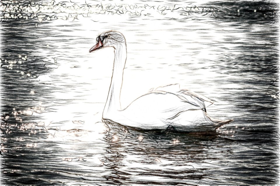 SwanArt Drawing By Image Editors