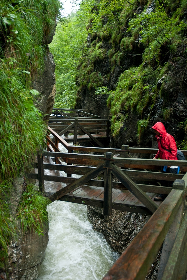 River in green forest in gorge