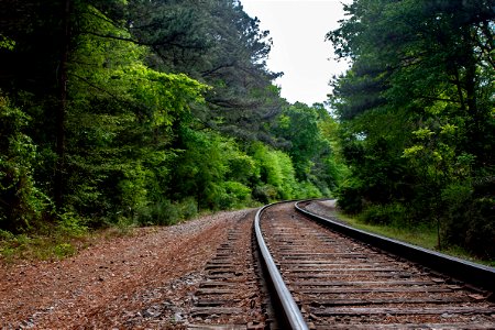 forest-train-tracks photo