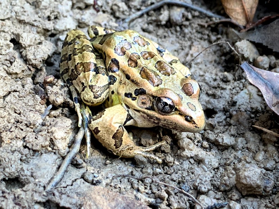 Pickerel Frog (Lithobates palustris)