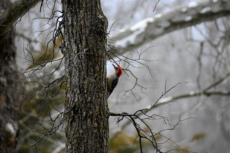 Red-bellied Woodpecker (Melanerpes carolinus)