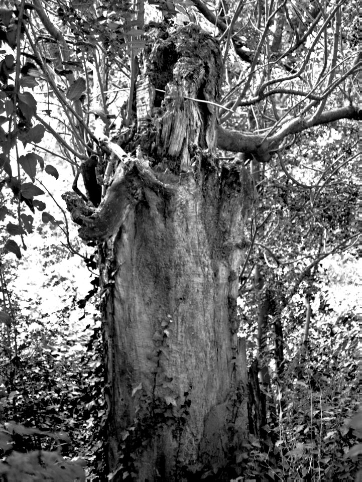 The tree of living dead