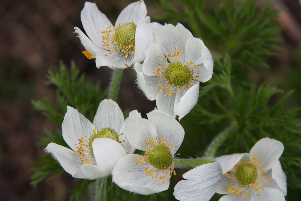 Small white Geraniums in Rocky Mountains