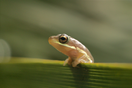 Green Treefrog