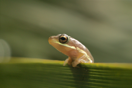 Green Treefrog photo