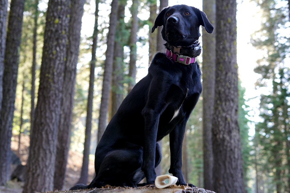 Coco in the Forest