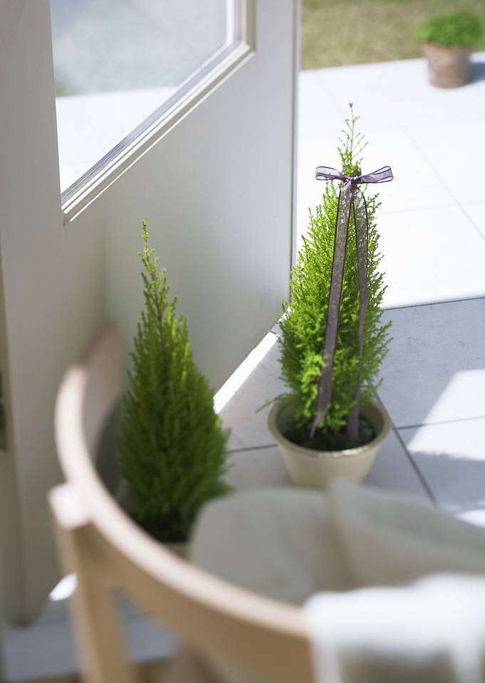 spruce tree in pot in front door