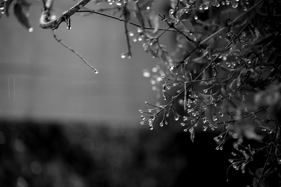 Tarde de chuva 6DII-6
