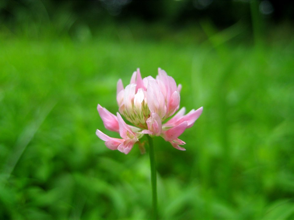 Alsike clover I