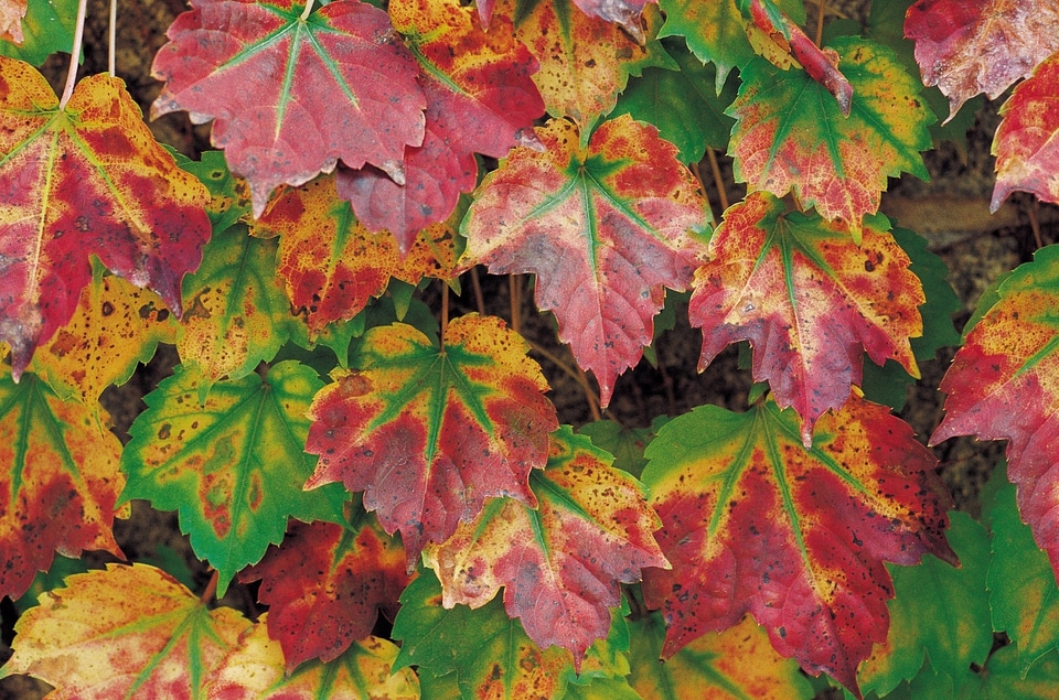 Fall colored foilage leaves