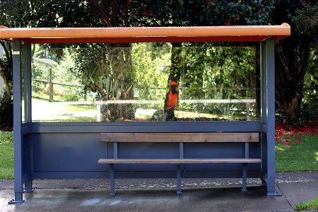 Empty bus shelter in leafy suburb, Ngāmotu New Plymouth, Taranaki, New Zealand photo