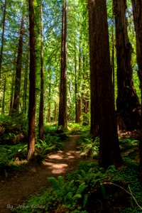 Redwood Path photo