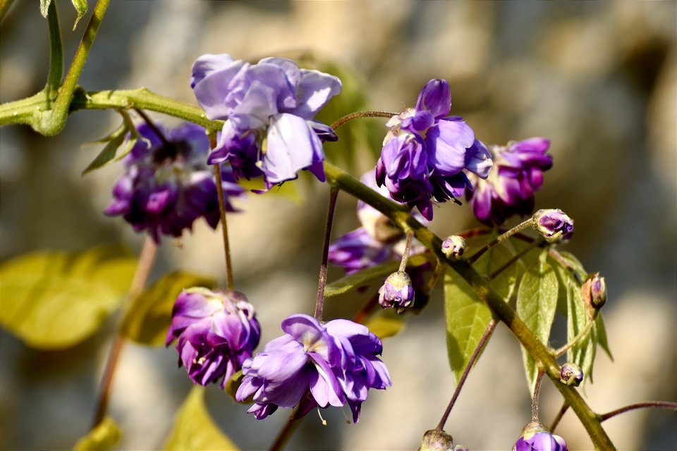VILLA SOLATIA -BOTANICAL PROJECT