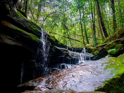 Birdwood Gully (Springwood) - The Blue Mountains Australia