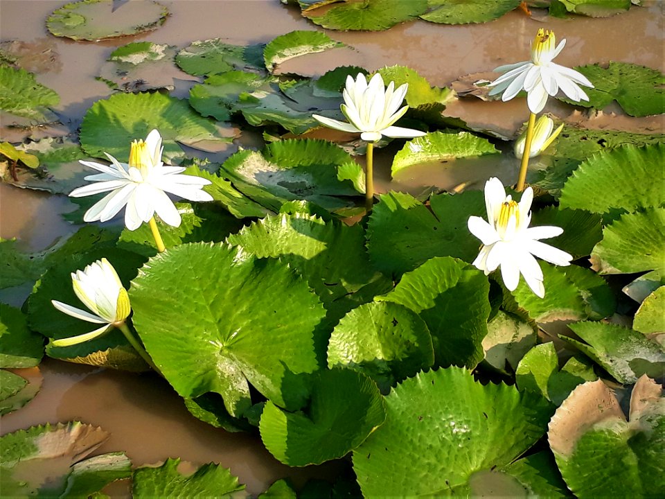 White lotus