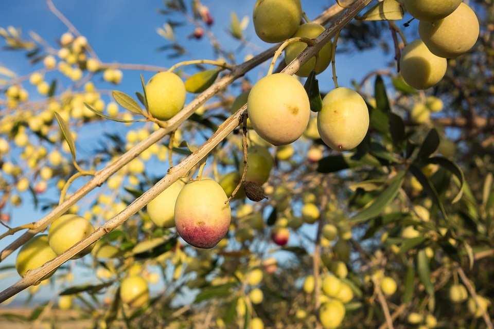 Nature fruit tree