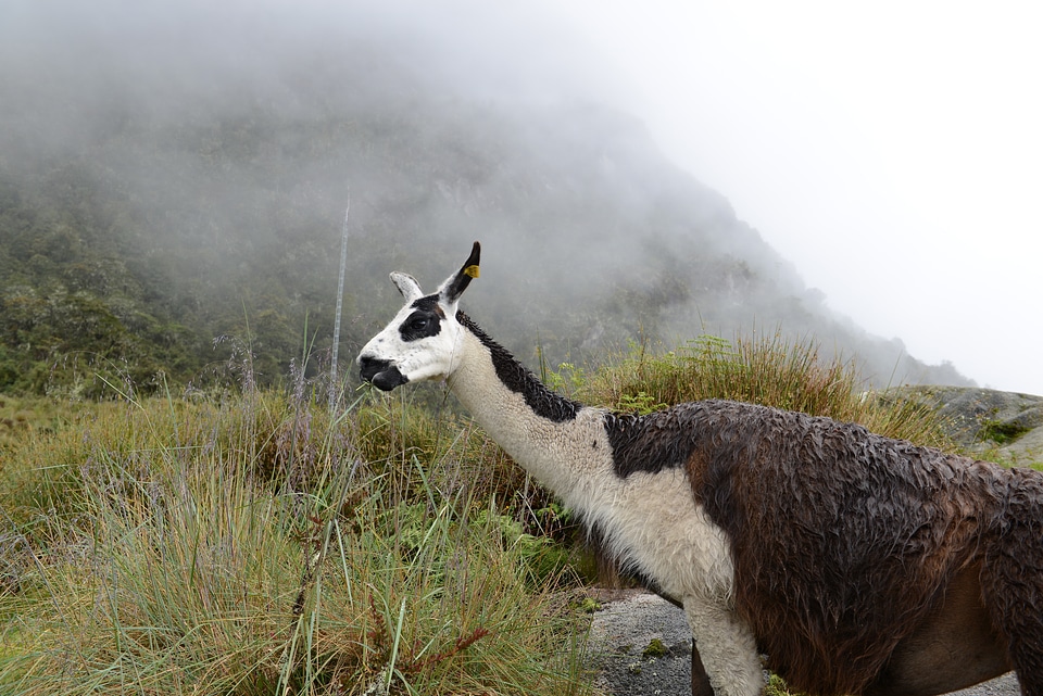 alpaca in the inca trail Cusco, Peru