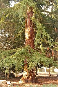 Coast Redwood photo