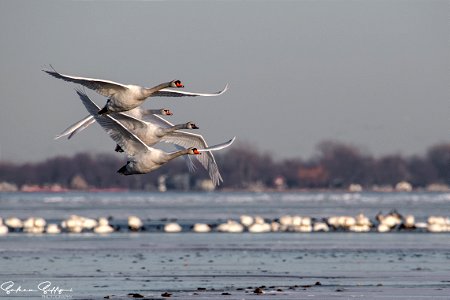 Mute Swans