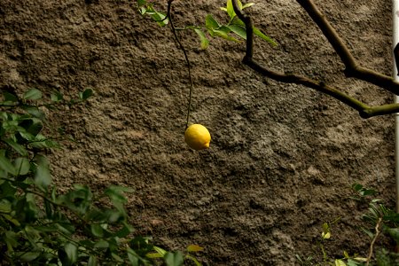 Lonesome Lemon photo