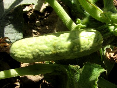 Virus on squash photo