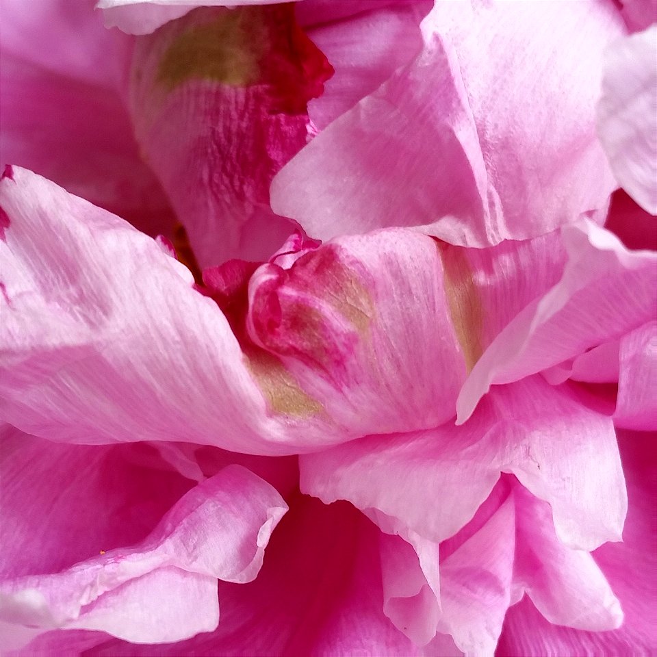 Peony