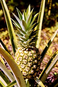 Pineapple Plant photo