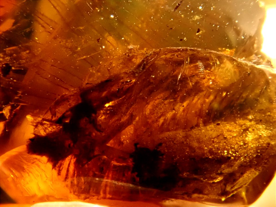 feathery dino in amber