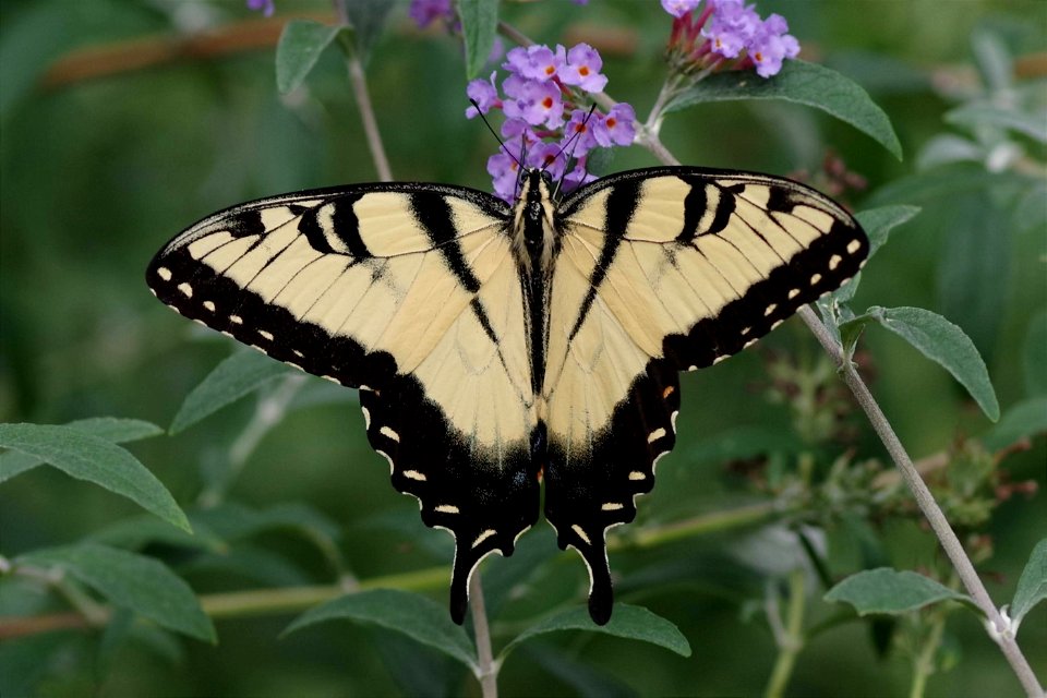 Eastern Tiger Swallowtail