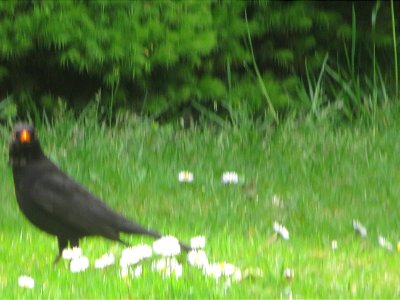 IMG_2148 Amsel Perspektiven Deutschland Bottrop (10.05.2021) photo