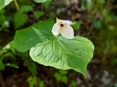 Great White Trillium