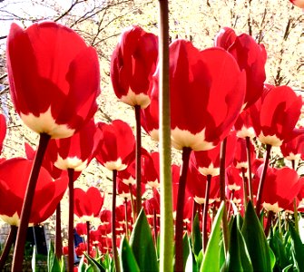 Tulips to the sky