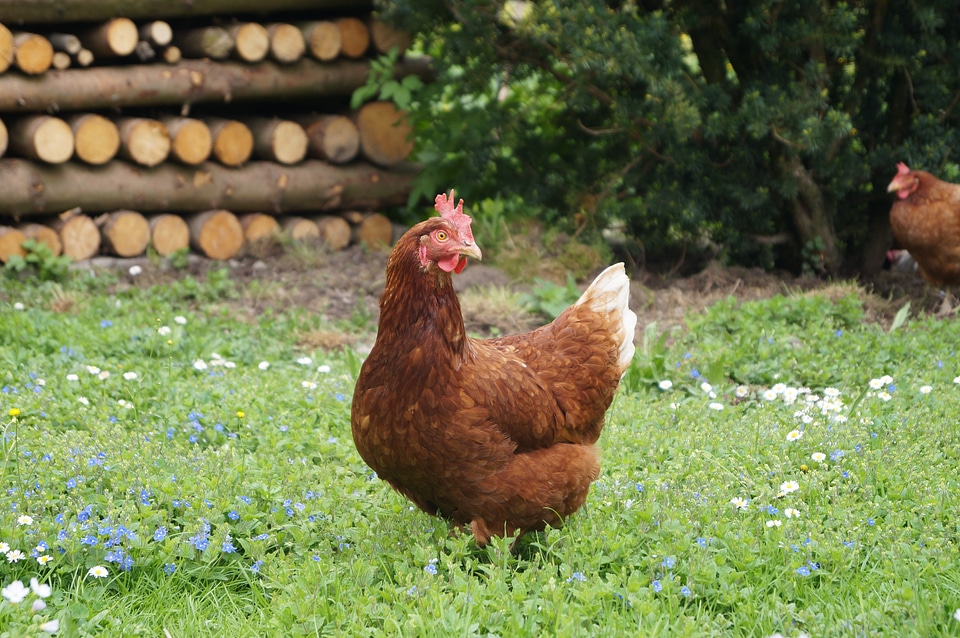 Animals livestock country life