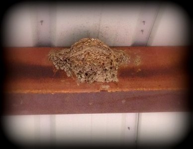 Barn Swallow nest (May 4/365) photo