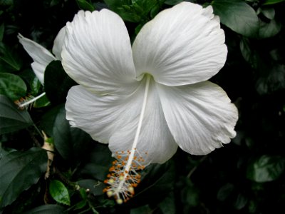 Flower 9