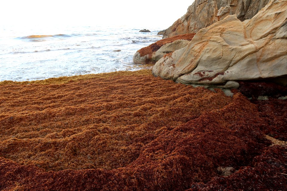 Punta Tuna Beach Sargassum Close Up Wide