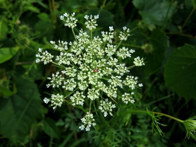 Queen Anne's Lace_04