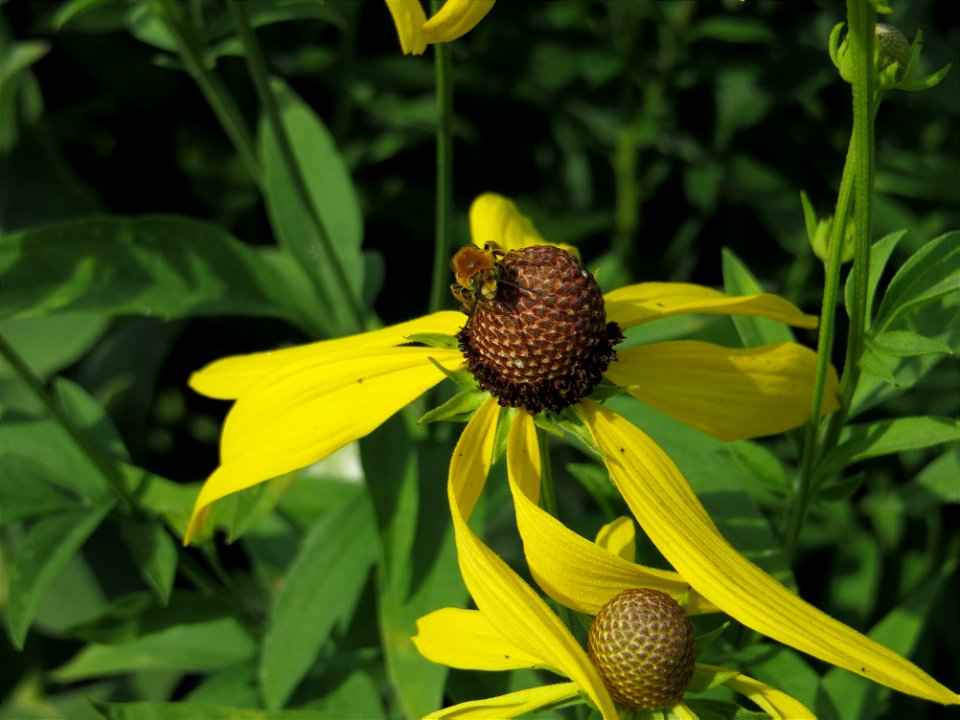 Yellow Coneflower and Bee_04