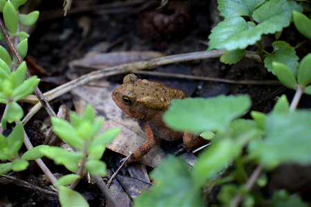 American Toad