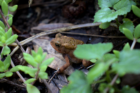 American Toad photo