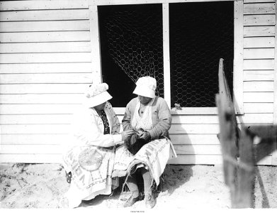 Vaccinating, Steele's, Ocean View