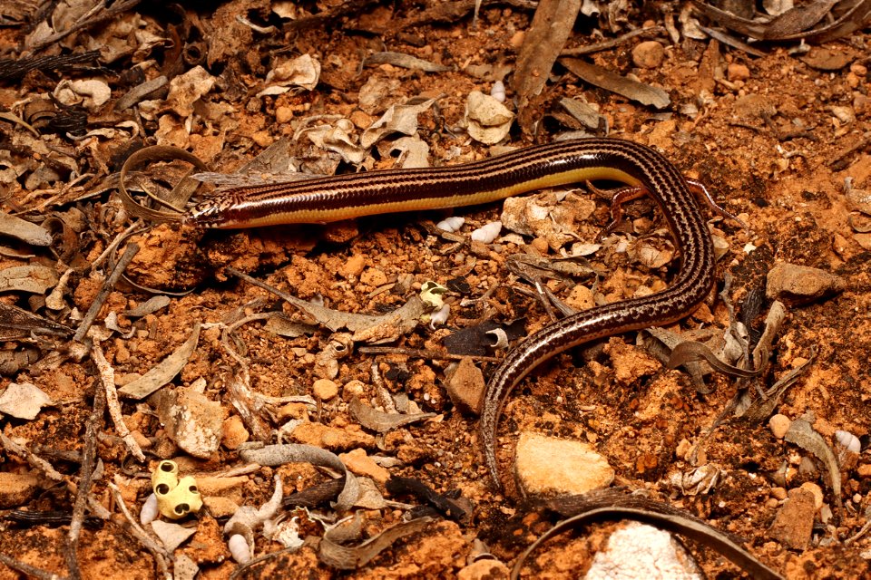 Lerista picturata (Southern robust slider)