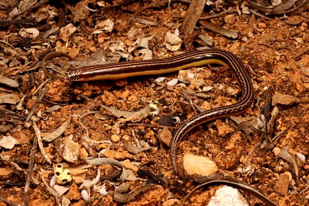 Lerista picturata (Southern robust slider)