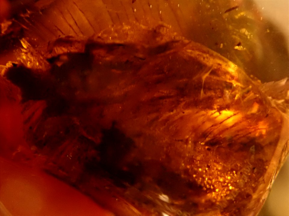 feathered dino in Cretaceous amber