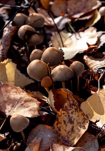 Mycena epipterygia