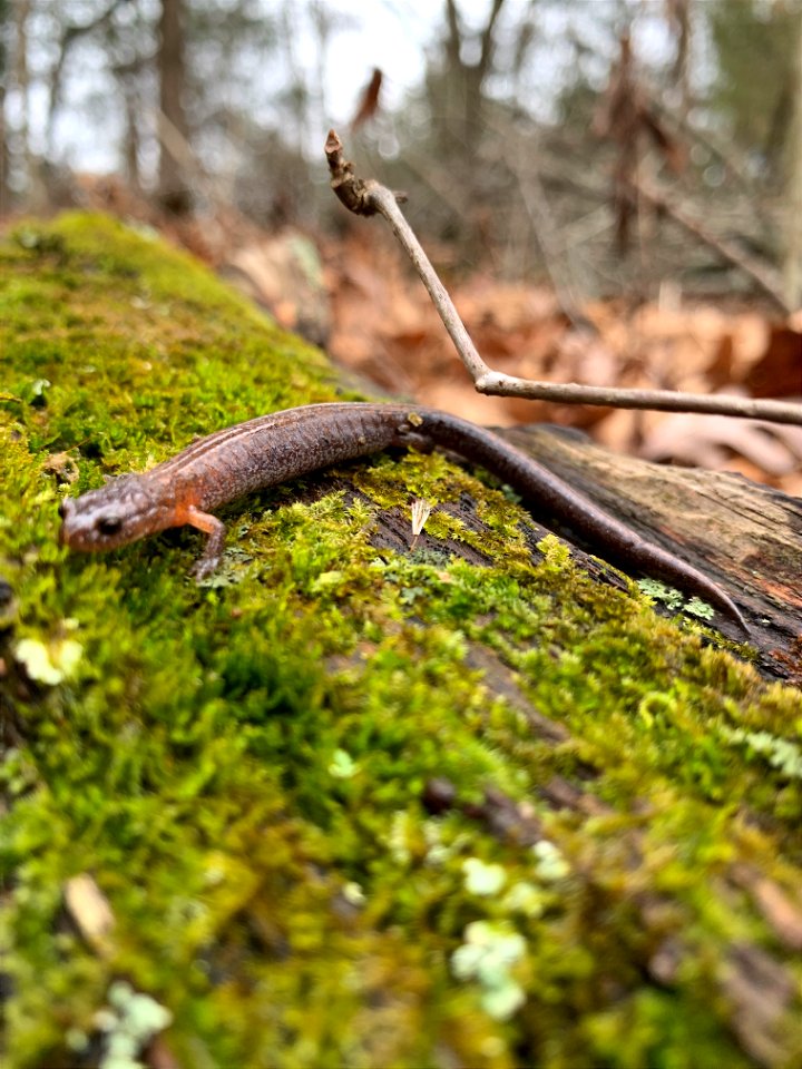 Northern Zigzag Salamander (Plethodon dorsalis)